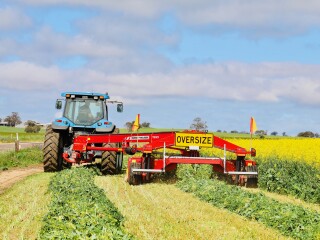 Vetch Canola hay